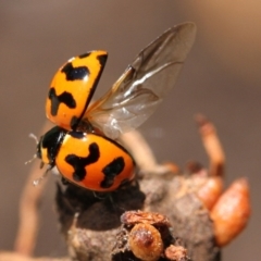 Coccinella transversalis (Transverse Ladybird) at Higgins, ACT - 10 Dec 2016 by Alison Milton