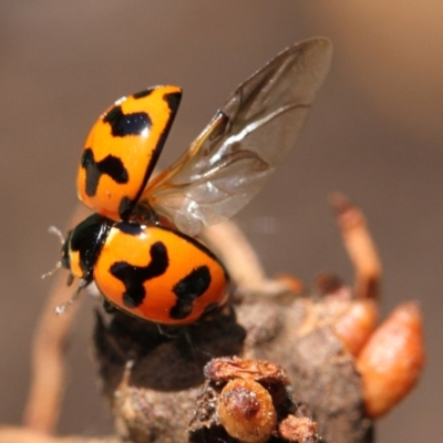 Coccinella transversalis (Transverse Ladybird) at Higgins, ACT - 11 Dec 2016 by Alison Milton