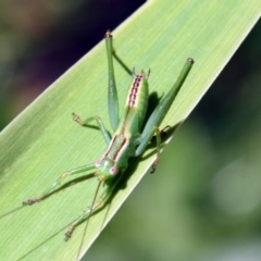 Tettigoniidae (family) (Unidentified katydid) at Higgins, ACT - 10 Dec 2016 by AlisonMilton