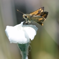 Ocybadistes walkeri (Green Grass-dart) at Higgins, ACT - 11 Dec 2016 by AlisonMilton