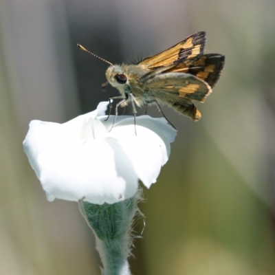 Ocybadistes walkeri (Green Grass-dart) at Higgins, ACT - 11 Dec 2016 by Alison Milton