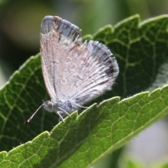 Zizina otis (Common Grass-Blue) at Higgins, ACT - 11 Dec 2016 by Alison Milton