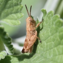 Peakesia hospita (Common Peakesia Grasshopper) at Higgins, ACT - 11 Dec 2016 by AlisonMilton