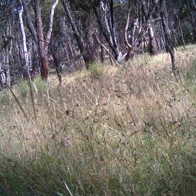 Unidentified at Mulligans Flat - 12 Dec 2016 by MulligansFlat1