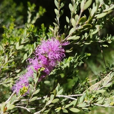 Melaleuca thymifolia (Thyme Honey-myrtle) at Point Hut Hill - 10 Dec 2016 by VeraKurz