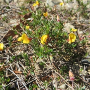 Pultenaea pedunculata at Cuttagee, NSW - 6 Oct 2016