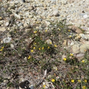 Pultenaea pedunculata at Cuttagee, NSW - 6 Oct 2016