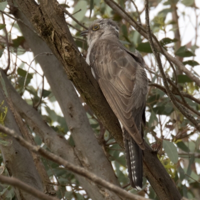 Cacomantis pallidus (Pallid Cuckoo) at Mulligans Flat - 13 Dec 2016 by CedricBear