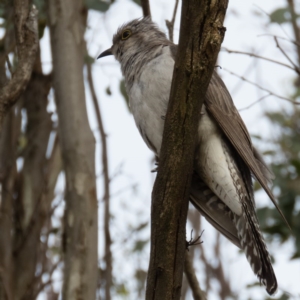 Cacomantis pallidus at Gungahlin, ACT - 14 Dec 2016