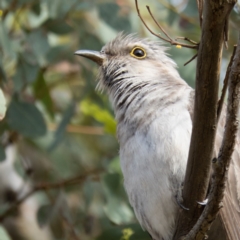 Cacomantis pallidus at Gungahlin, ACT - 14 Dec 2016 08:36 AM