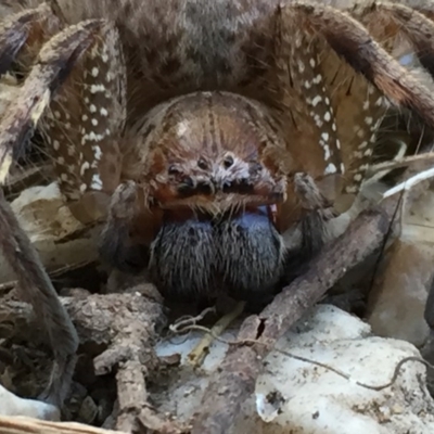 Neosparassus sp. (genus) (Unidentified Badge huntsman) at Googong, NSW - 14 Dec 2016 by Wandiyali