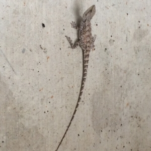 Amphibolurus muricatus at Stromlo, ACT - 14 Dec 2016