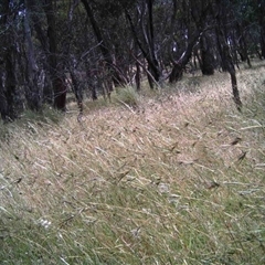 Unidentified at Mulligans Flat - 13 Dec 2016 by MulligansFlat1