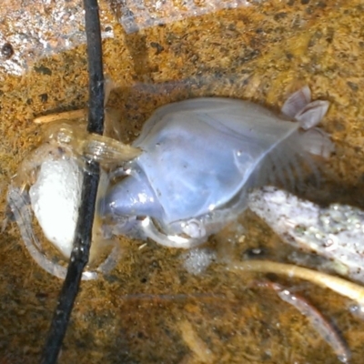 Unidentified Barnacle at Tathra, NSW - 7 Dec 2016 by KerryVance