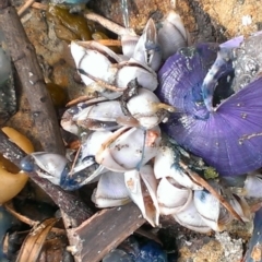 Unidentified Barnacle at Tathra, NSW - 7 Dec 2016 by KerryVance