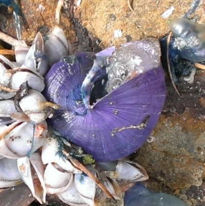 Janthina exigua (Globose Violet Snail) at Tathra, NSW - 7 Dec 2016 by KerryVance