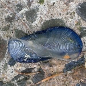 Velella velella at Tathra, NSW - 7 Dec 2016