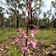Dipodium roseum (Rosy Hyacinth Orchid) at Cook, ACT - 13 Dec 2016 by CathB