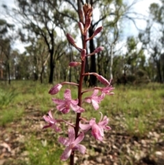 Dipodium roseum (Rosy Hyacinth Orchid) at Cook, ACT - 14 Dec 2016 by CathB
