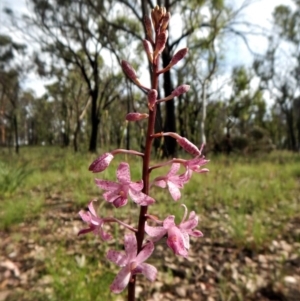 Dipodium roseum at Cook, ACT - 14 Dec 2016