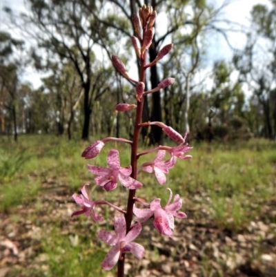 Dipodium roseum (Rosy Hyacinth Orchid) at Cook, ACT - 14 Dec 2016 by CathB