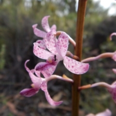 Dipodium roseum at Cook, ACT - suppressed