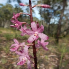 Dipodium roseum at Cook, ACT - suppressed