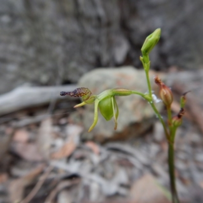 Caleana minor (Small Duck Orchid) at Aranda Bushland - 13 Dec 2016 by CathB