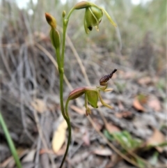 Caleana minor at Belconnen, ACT - 14 Dec 2016