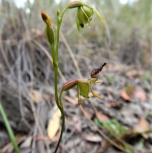 Caleana minor at Belconnen, ACT - 14 Dec 2016