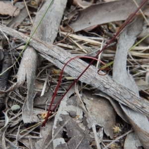 Caleana minor at Belconnen, ACT - 14 Dec 2016