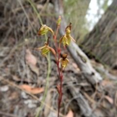 Caleana minor at Belconnen, ACT - suppressed