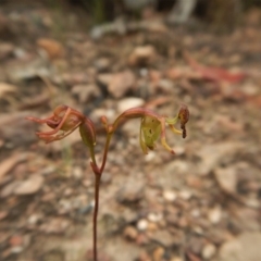 Caleana minor (Small Duck Orchid) at Point 3852 - 14 Dec 2016 by CathB