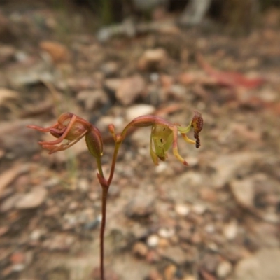 Caleana minor (Small Duck Orchid) at Aranda, ACT - 13 Dec 2016 by CathB