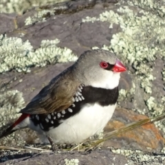 Stagonopleura guttata (Diamond Firetail) at Googong Reservoir - 11 Dec 2016 by roymcd