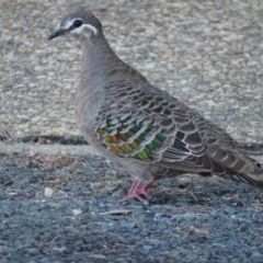 Phaps chalcoptera (Common Bronzewing) at Googong Foreshore - 11 Dec 2016 by roymcd