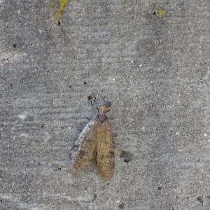 Archichauliodes (Riekochauliodes) guttiferus at Yarrow, NSW - 11 Dec 2016