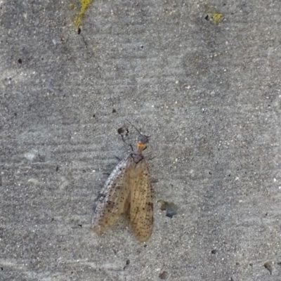 Archichauliodes (Riekochauliodes) guttiferus (Dobsonfly or Fishfly) at QPRC LGA - 11 Dec 2016 by roymcd