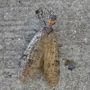 Archichauliodes (Riekochauliodes) guttiferus at Yarrow, NSW - 11 Dec 2016