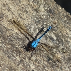 Diphlebia nymphoides at Yarrow, NSW - 11 Dec 2016 05:35 PM