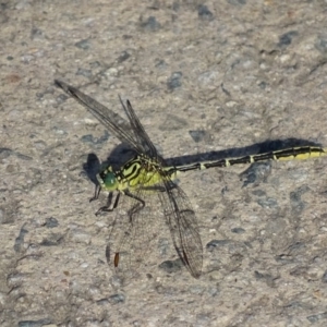 Austrogomphus guerini at Yarrow, NSW - 11 Dec 2016