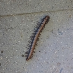 Paradoxosomatidae sp. (family) (Millipede) at Googong Foreshore - 11 Dec 2016 by roymcd