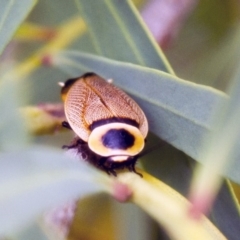 Ellipsidion australe (Austral Ellipsidion cockroach) at Phillip, ACT - 14 Dec 2016 by AlisonMilton