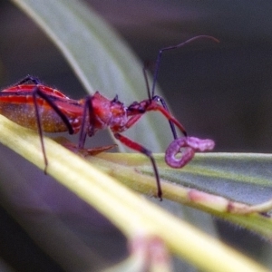 Gminatus australis at Phillip, ACT - 14 Dec 2016 12:33 PM