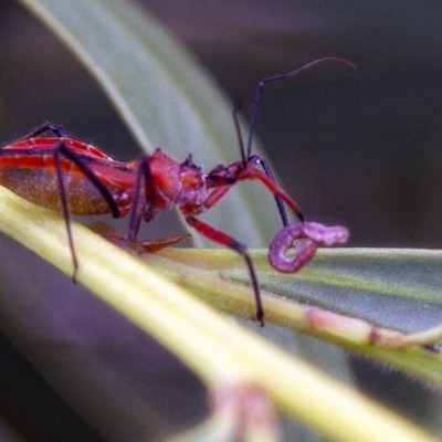 Gminatus australis (Orange assassin bug) at Phillip, ACT - 14 Dec 2016 by AlisonMilton