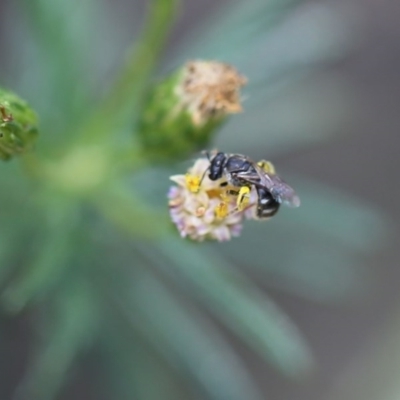 Lasioglossum (Chilalictus) sp. (genus & subgenus) (Halictid bee) at O'Connor, ACT - 11 Dec 2016 by ibaird