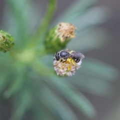 Lasioglossum (Chilalictus) sp. (genus & subgenus) at O'Connor, ACT - 11 Dec 2016 02:00 PM