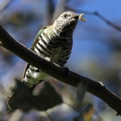 Chrysococcyx lucidus (Shining Bronze-Cuckoo) at Belconnen, ACT - 5 Nov 2016 by Alison Milton