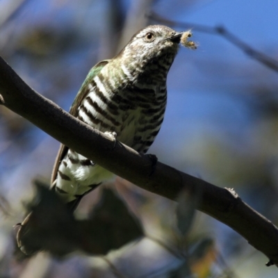 Chrysococcyx lucidus (Shining Bronze-Cuckoo) at Belconnen, ACT - 5 Nov 2016 by Alison Milton