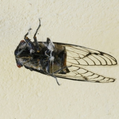 Psaltoda moerens (Redeye cicada) at O'Connor, ACT - 11 Dec 2016 by ibaird